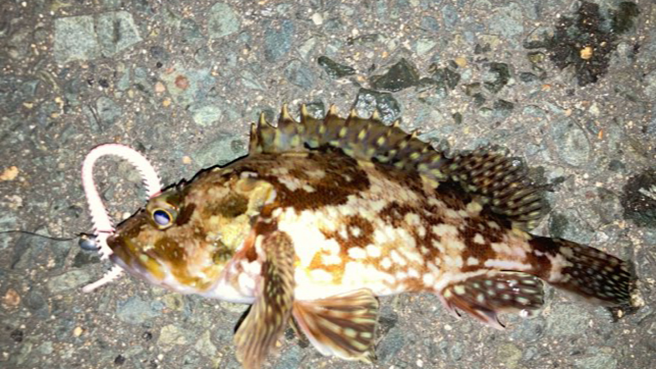 イソメ 釣れる 魚 – イソメがない時の餌 – QJWRP